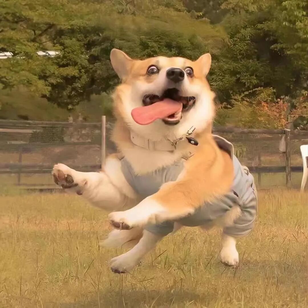 卷心菜